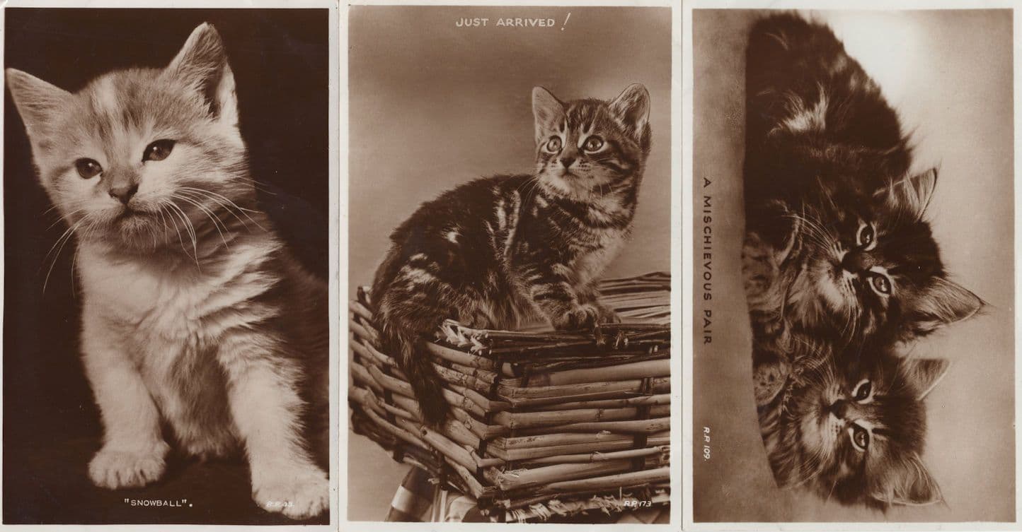 A Mischievous Pair Just Arrived Snowball 3x Valentines Cat RPC Postcard s