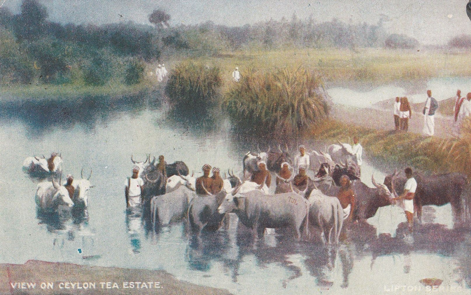 Ceylon Tea Estate Cows Swimming Advertising Old Postcard