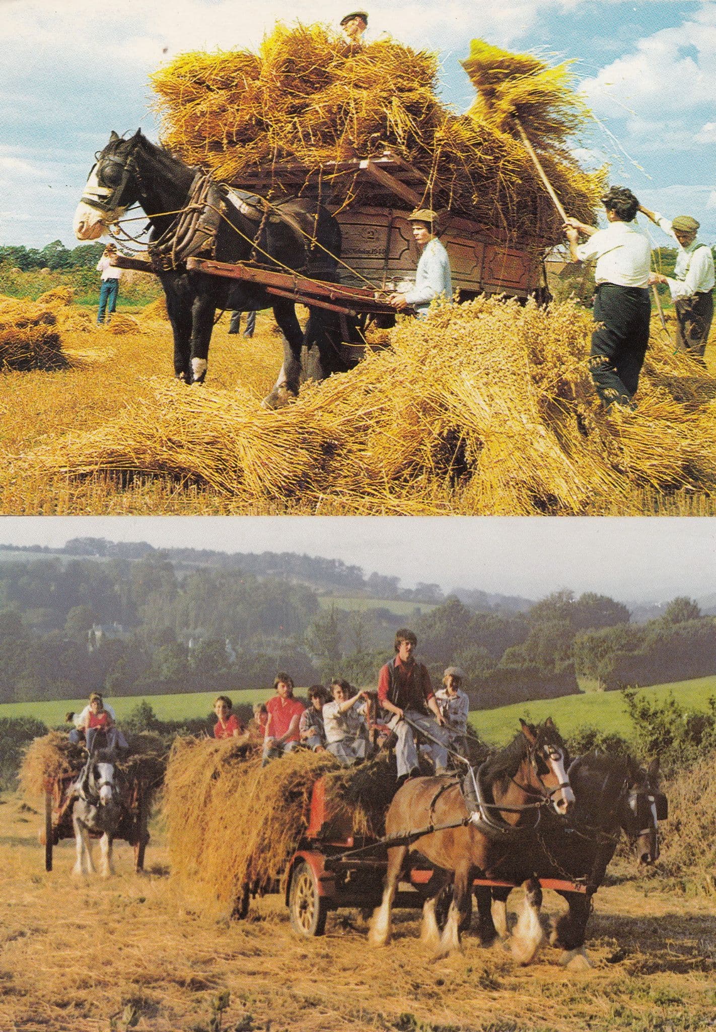 Devon Shire Horse Farm Centre Farming Horse Rides Postcard