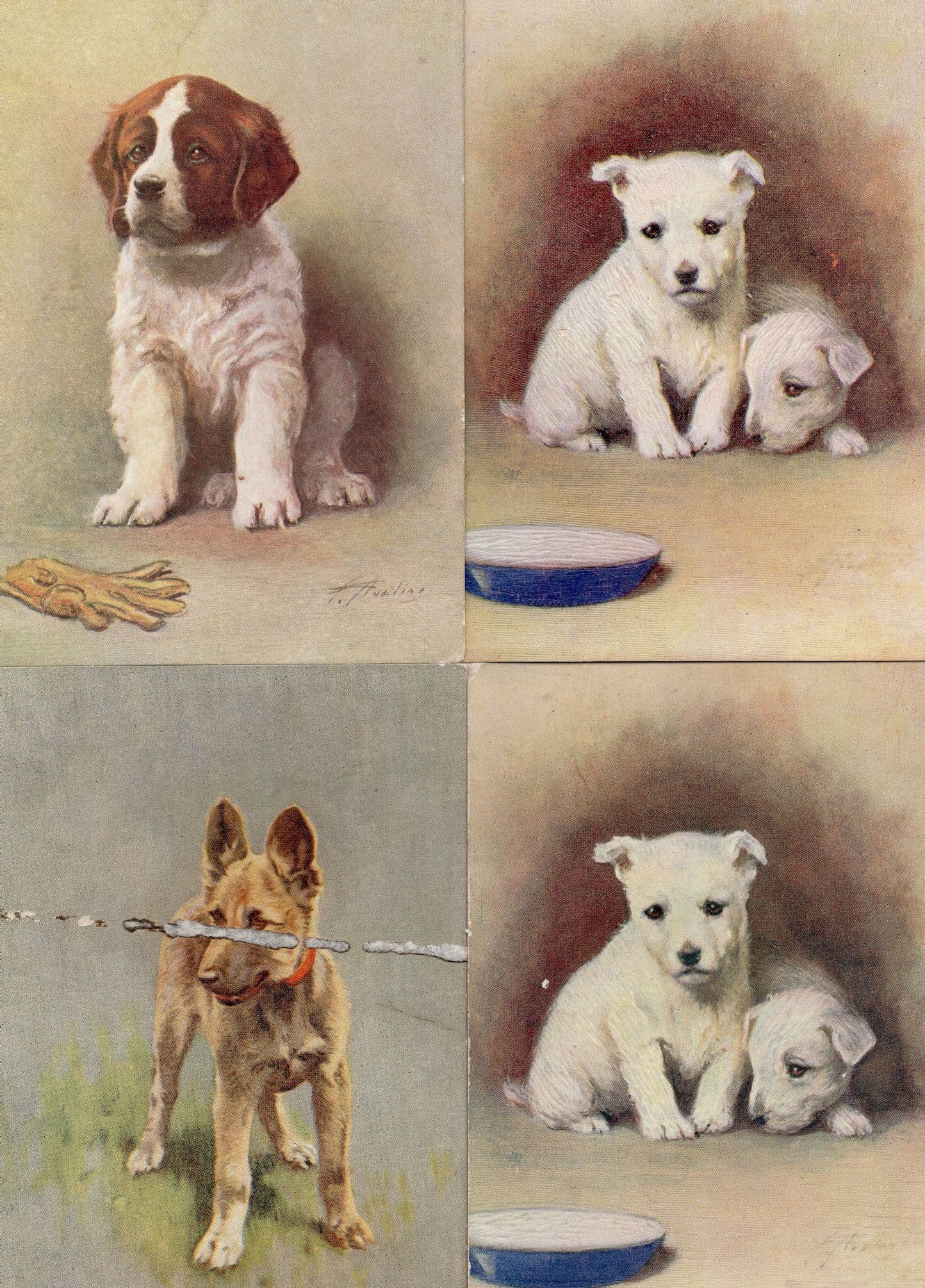 Dogs & Puppy Puppies De Reszke Cigarette St Bernard Alstation 4x Postcard s