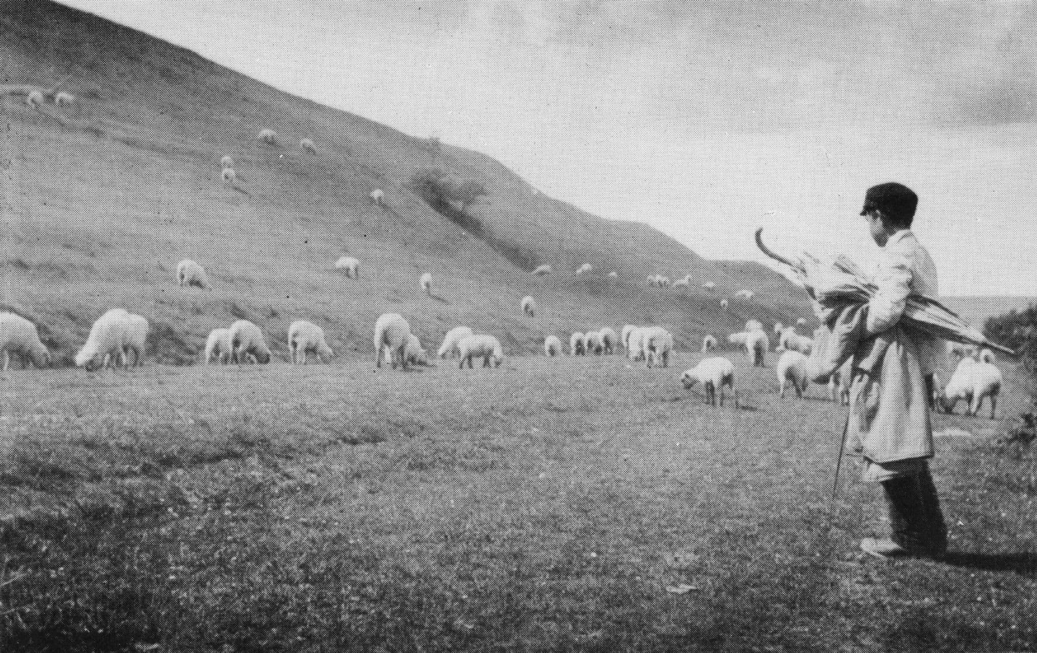 Cissbury Farming Shepherd Boy Sussex Flock Of Sheep Photo Postcard
