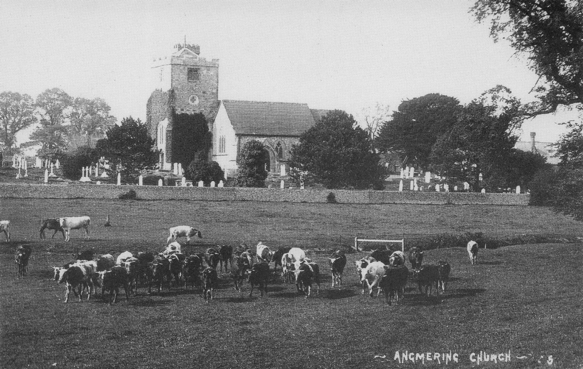 Cattle Cows at Angmering Church Sussex Rebuild History Postcard