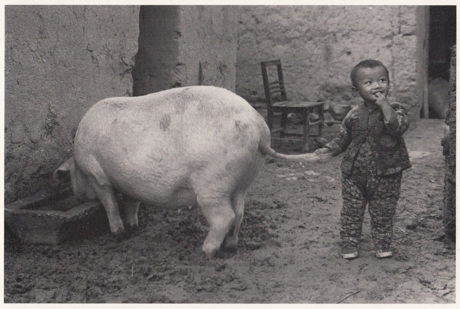 Chinese Pig Child Attached Year Of The Shanghai Chinese Photo Postcard