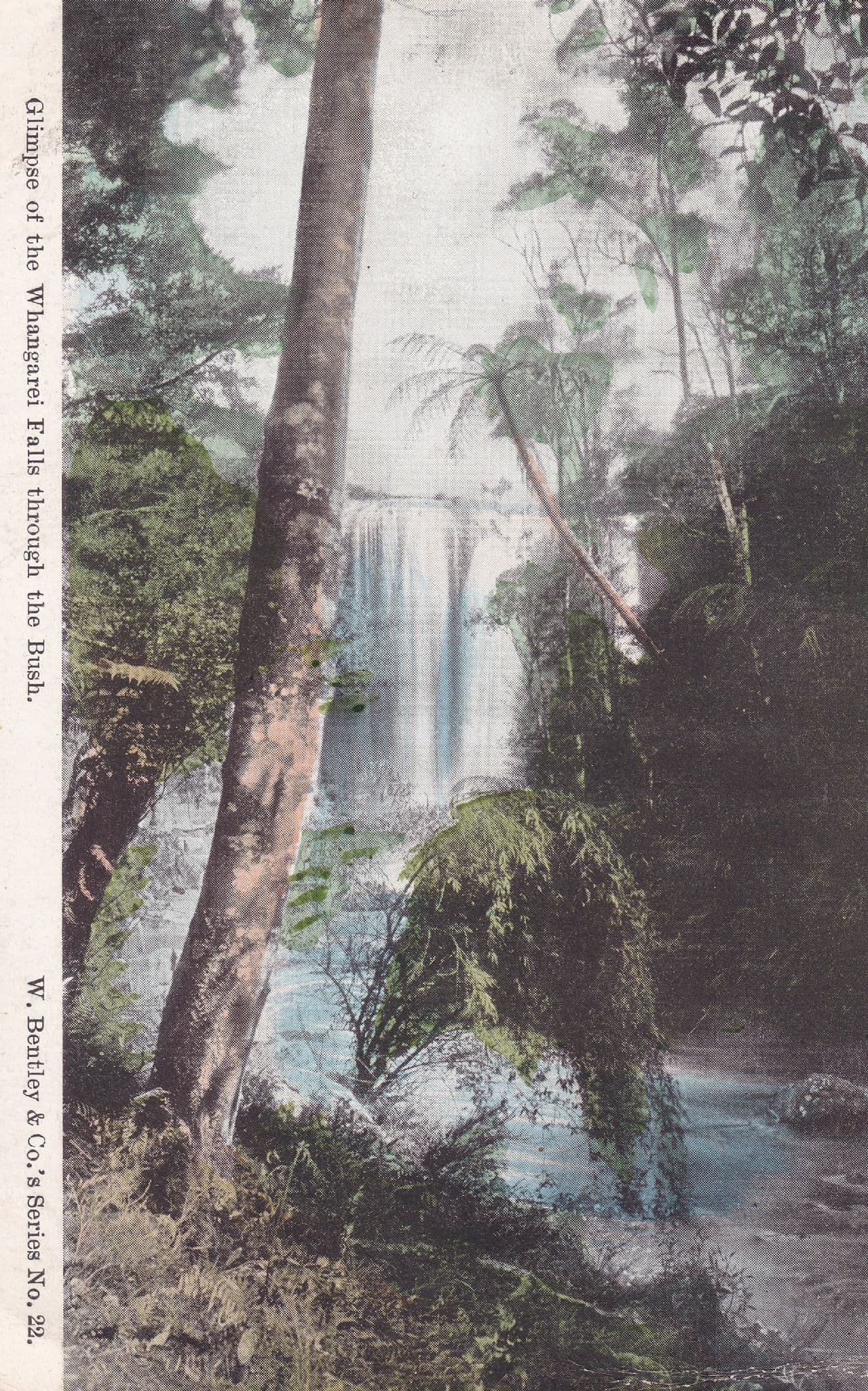 A Glimpse Of Whangarei Falls Through The Bush New Zealand Old Postcard