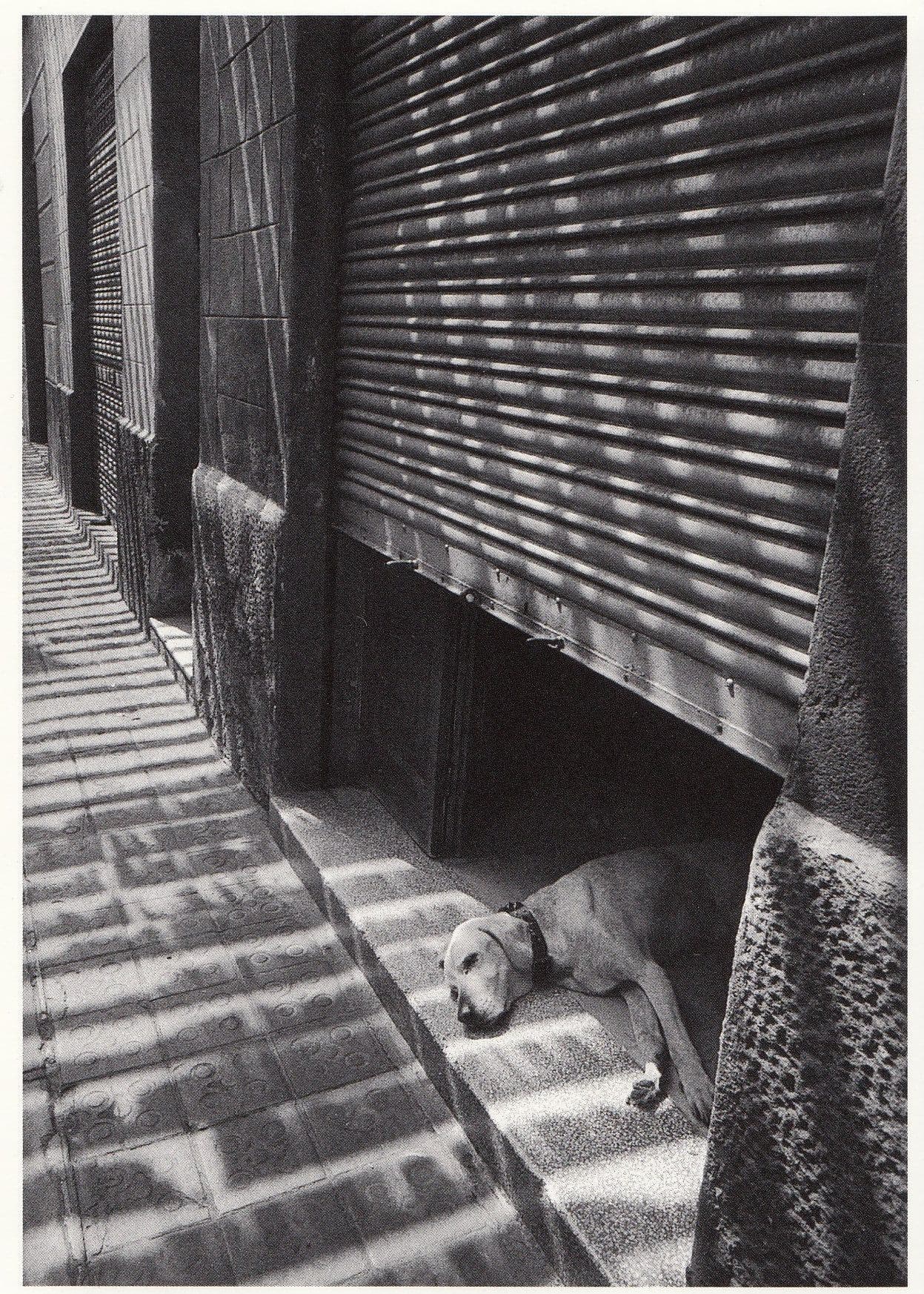 Barcelona Spanish Dog Sleeping In Garage Guillotine Risk Door Photo Postcard