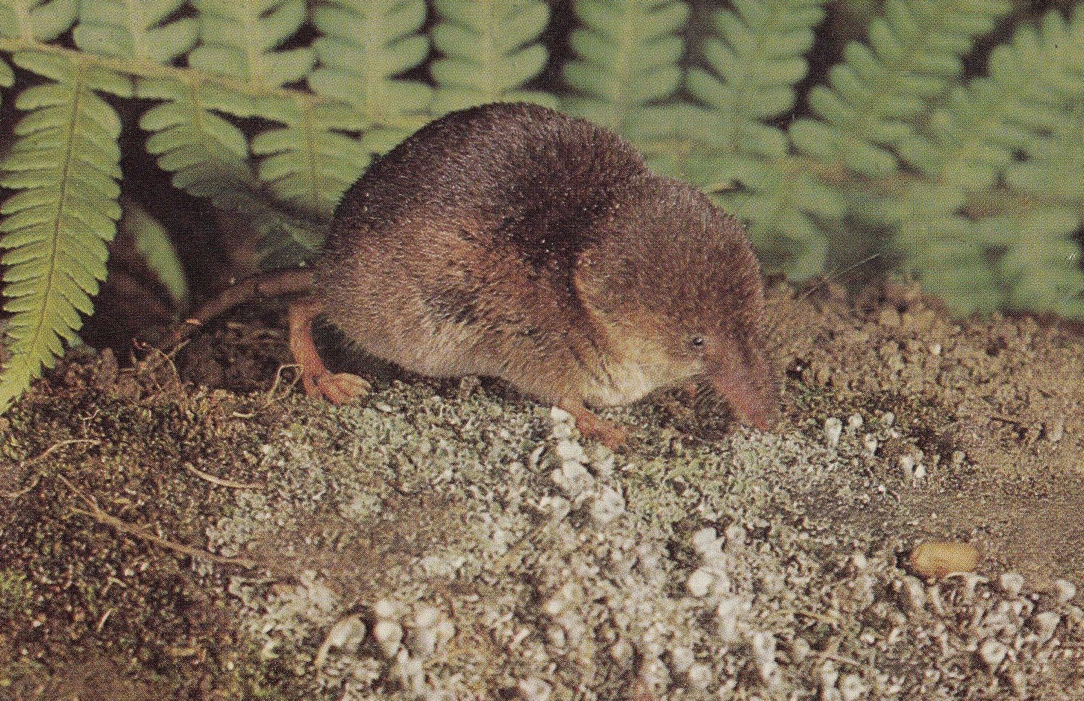 Common Shrew 1970s Rare Postcard
