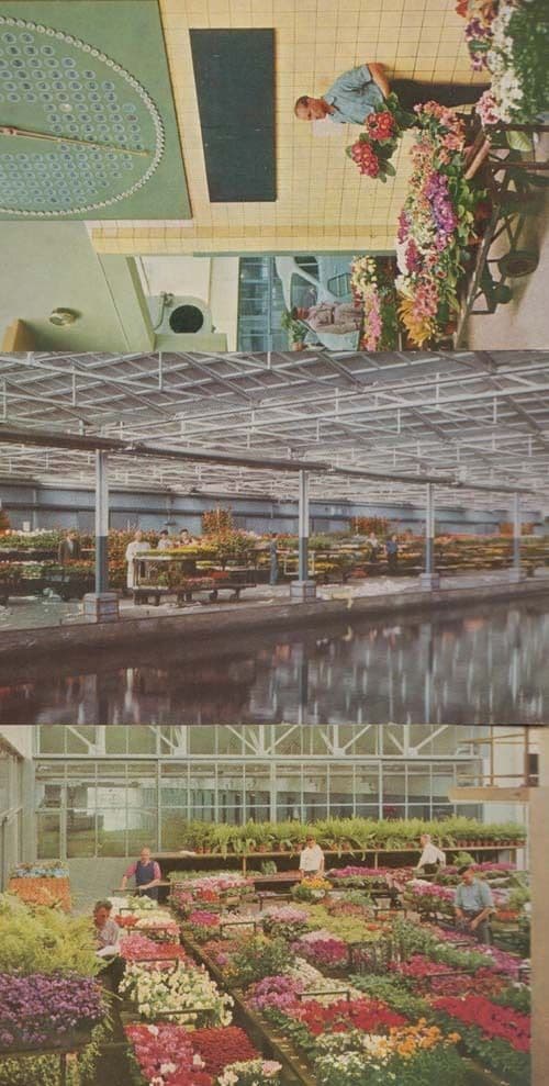 Aalsmeer Dutch Flower Market Markets 3x 1970s Postcard s