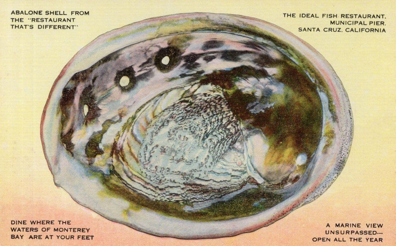 Abalone Shell The Ideal Fish Restaurant Municipal Pier Santa Cruz CA USA Postcard