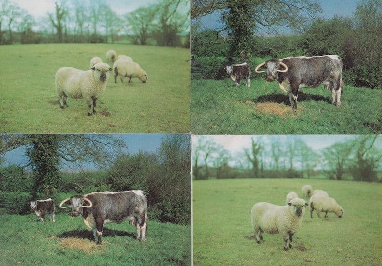 Acton Scott Working Farm Museum Stretton Shropshire Sheep Cattle 4x Postcard s
