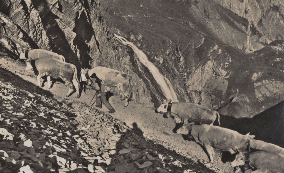 Adelboden Apaufzug Farmer Cattle Aerial Switzerland RPC Postcard