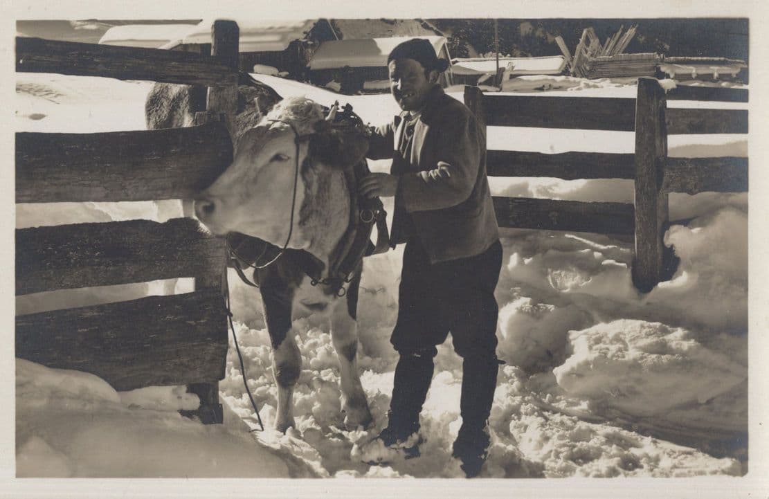 Adelboden Farmer Farming Cow In Snow Switzerland Old Postcard