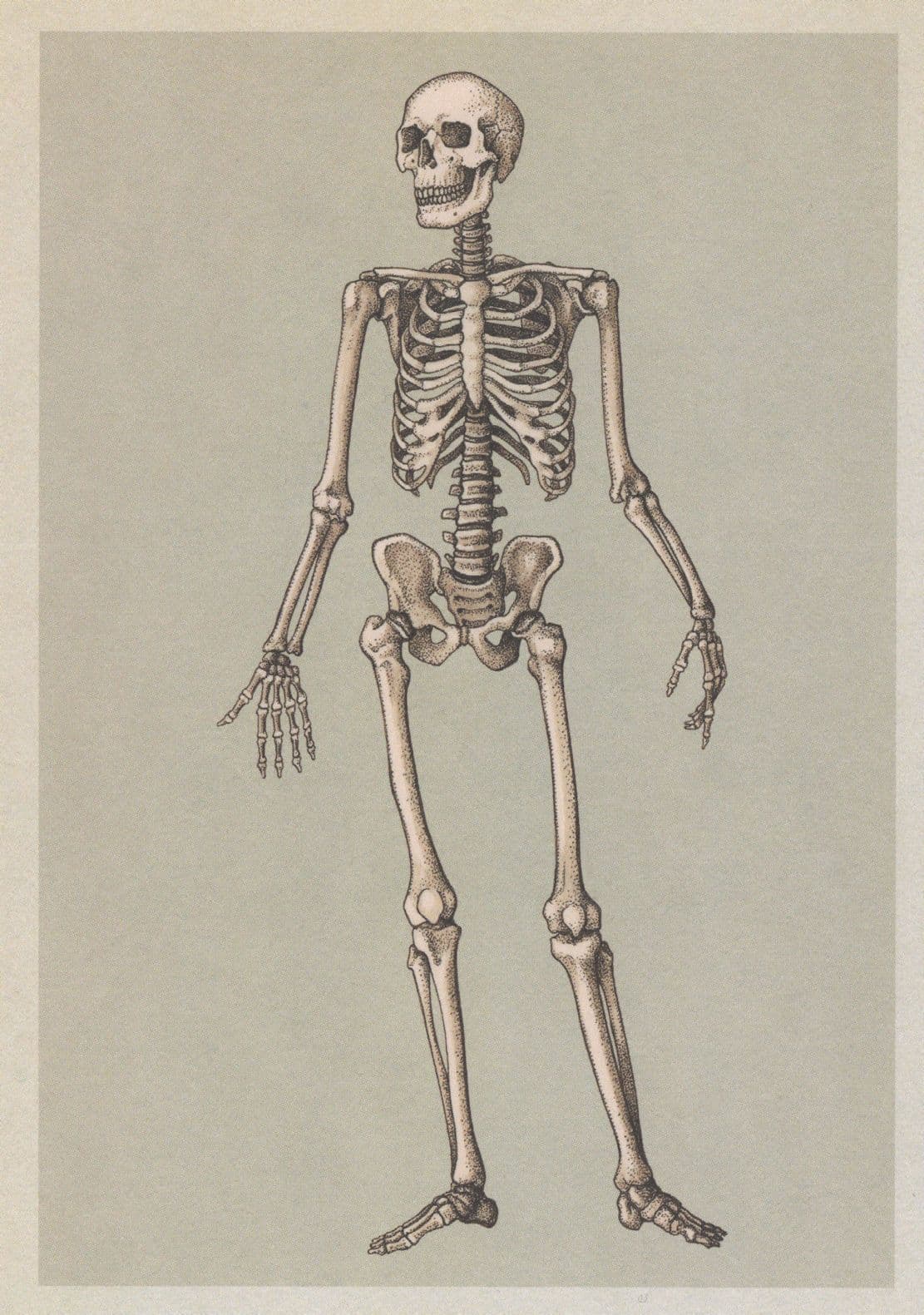 Adult Skeleton Front View Anterior Postcard