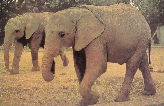 African Elephants At Colchester Zoo Postcard