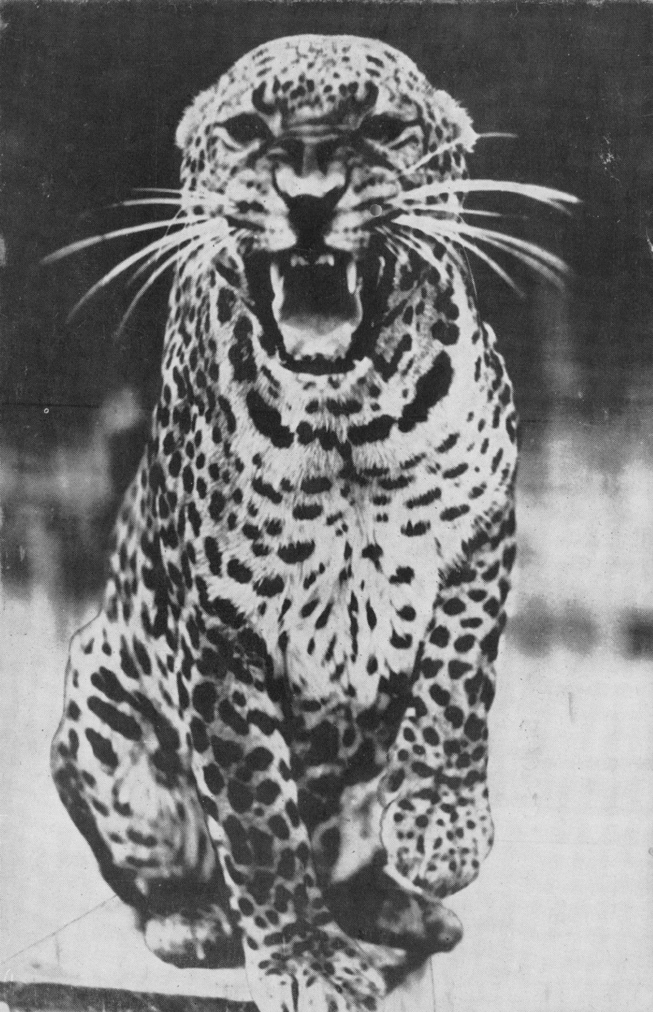African Leopard Barnum & Bailey Circus Vintage Postcard