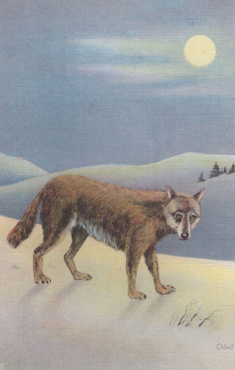 Alaska Timber Wolf Linen Unused 1940s Mint Postcard