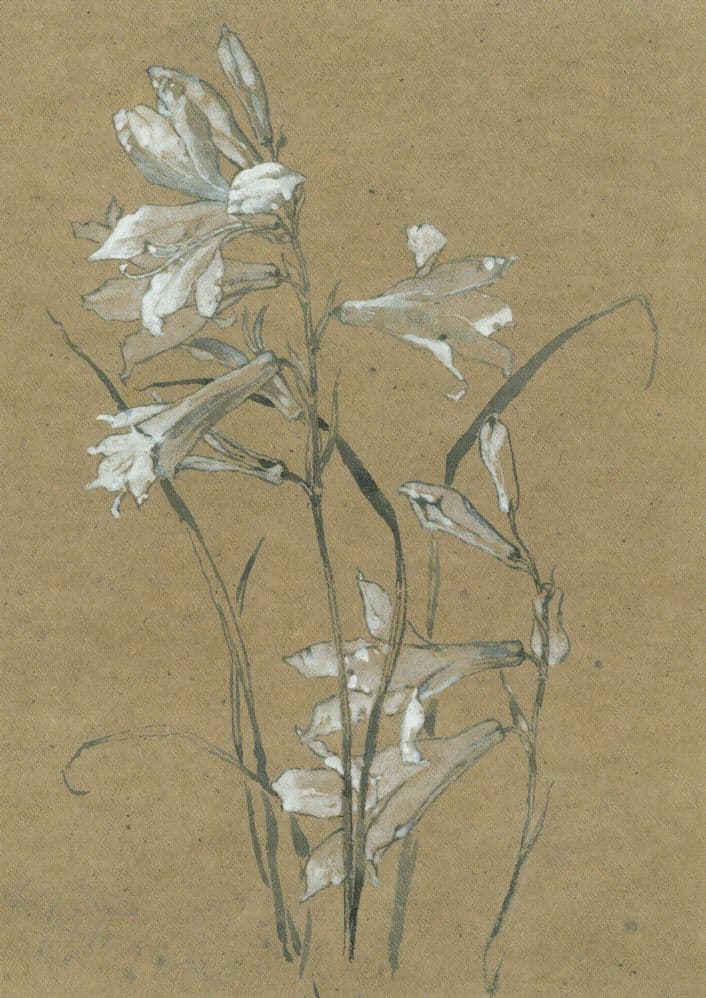 Alfred Parsons St Bruno's Lily Still Life Painting Postcard