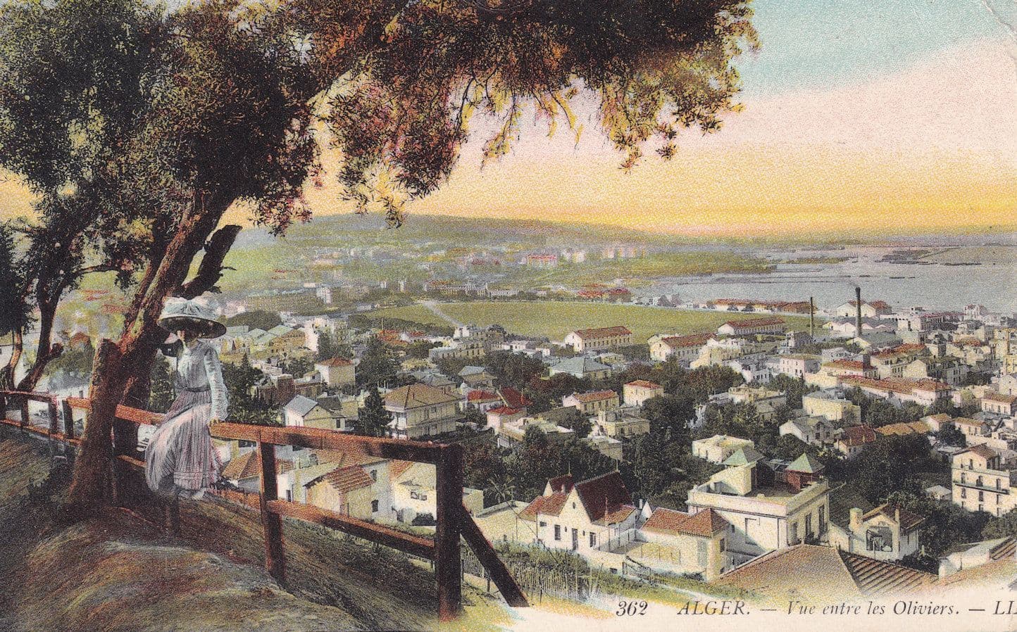 Algiers Algers Entre Les Oliviers Old Postcard