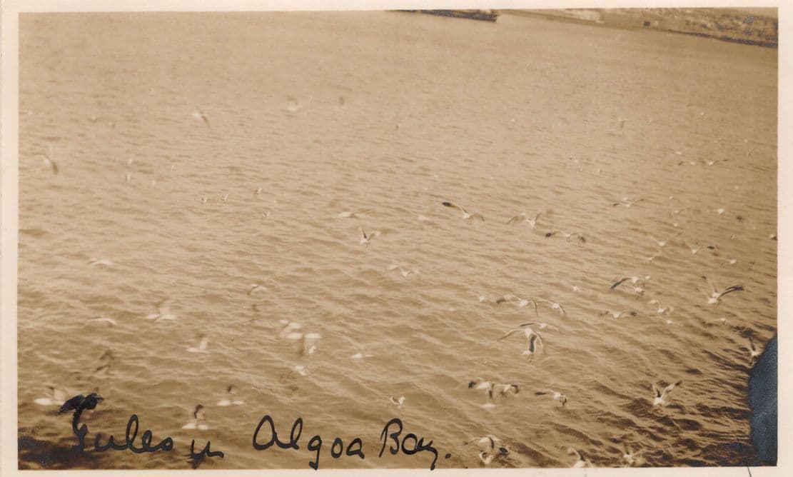 Algoa Bay Birds South Africa Antique Photo Postcard