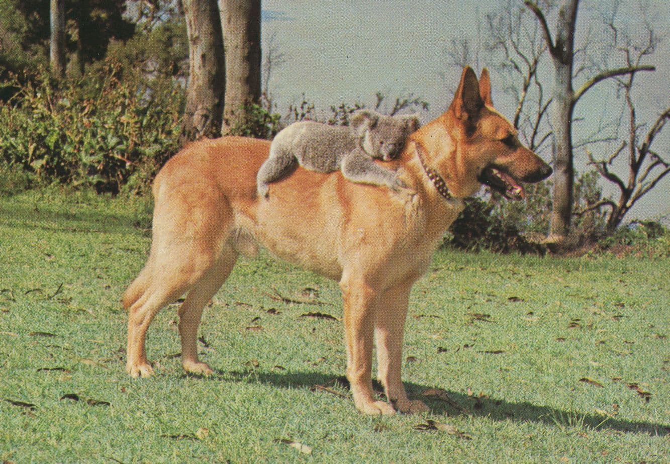 Alsation Dog & Koala Bear at Brisbane Cute Australian Postcard