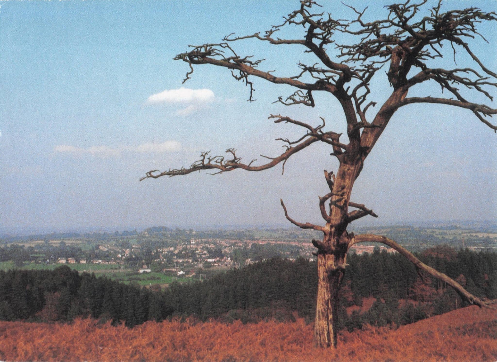 Amazing Leaning Tree at Aston Hill Shropshire Womens Institute Postcard