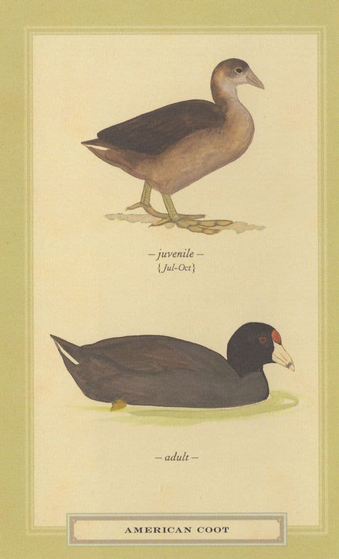 American Coot Juvenile & Aduly Stunning Bird Postcard