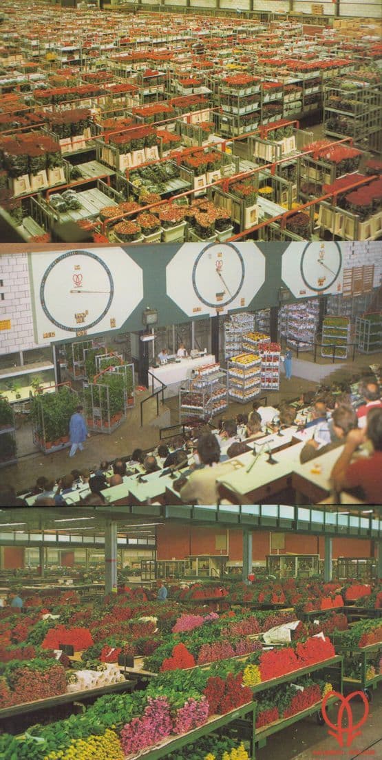 Amsterdam Holland World Flower Centre Displays Auction Rooms 3x Postcard s