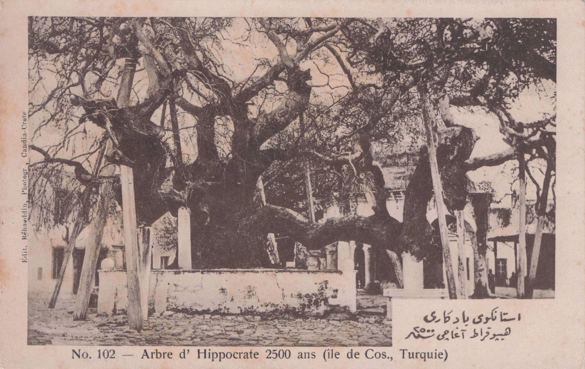Ancient Tree Of Hippocrates Greek God Island Kos Arabic Old Postcard