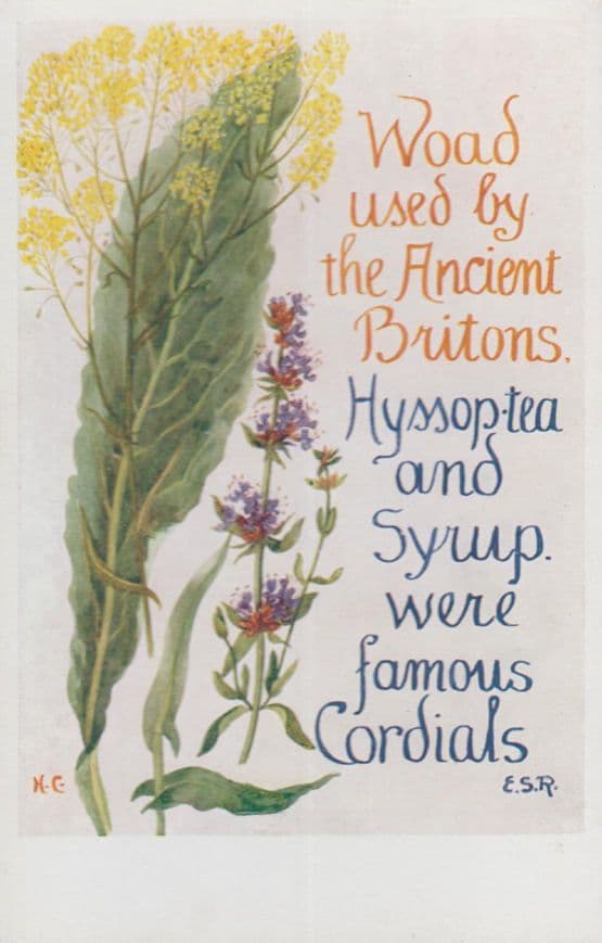 Ancient Woad Hyssop Tea Cordial Romany Natural Remedy Song Songcard Postcard