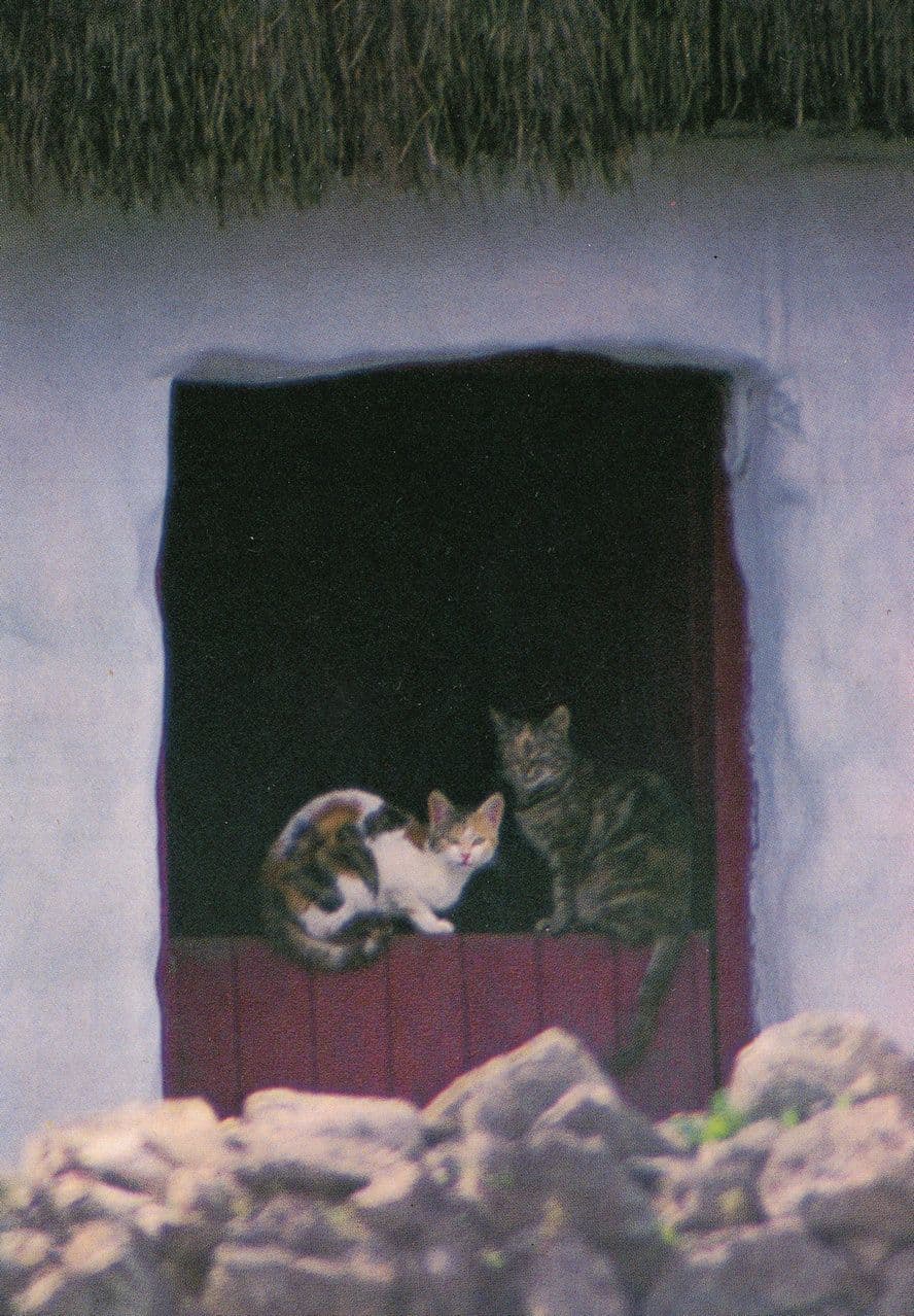 Angry Irish Dublin Hissing Cat Postcard
