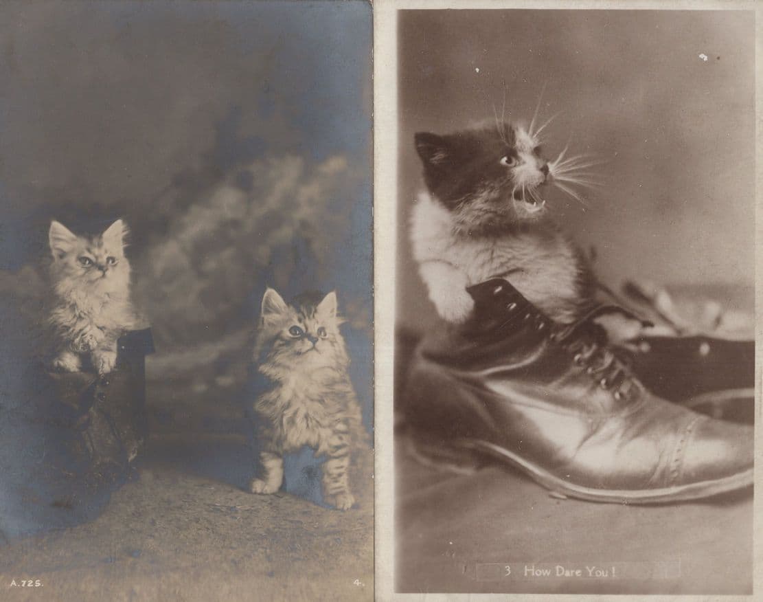 Angry Kitten Stuck in Leather Shoe 2x Antique Cat Cats Postcard s