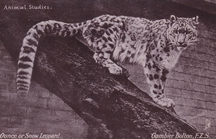 Animal Studies Snow Leopard Dr Bernardos Stepney Postcard