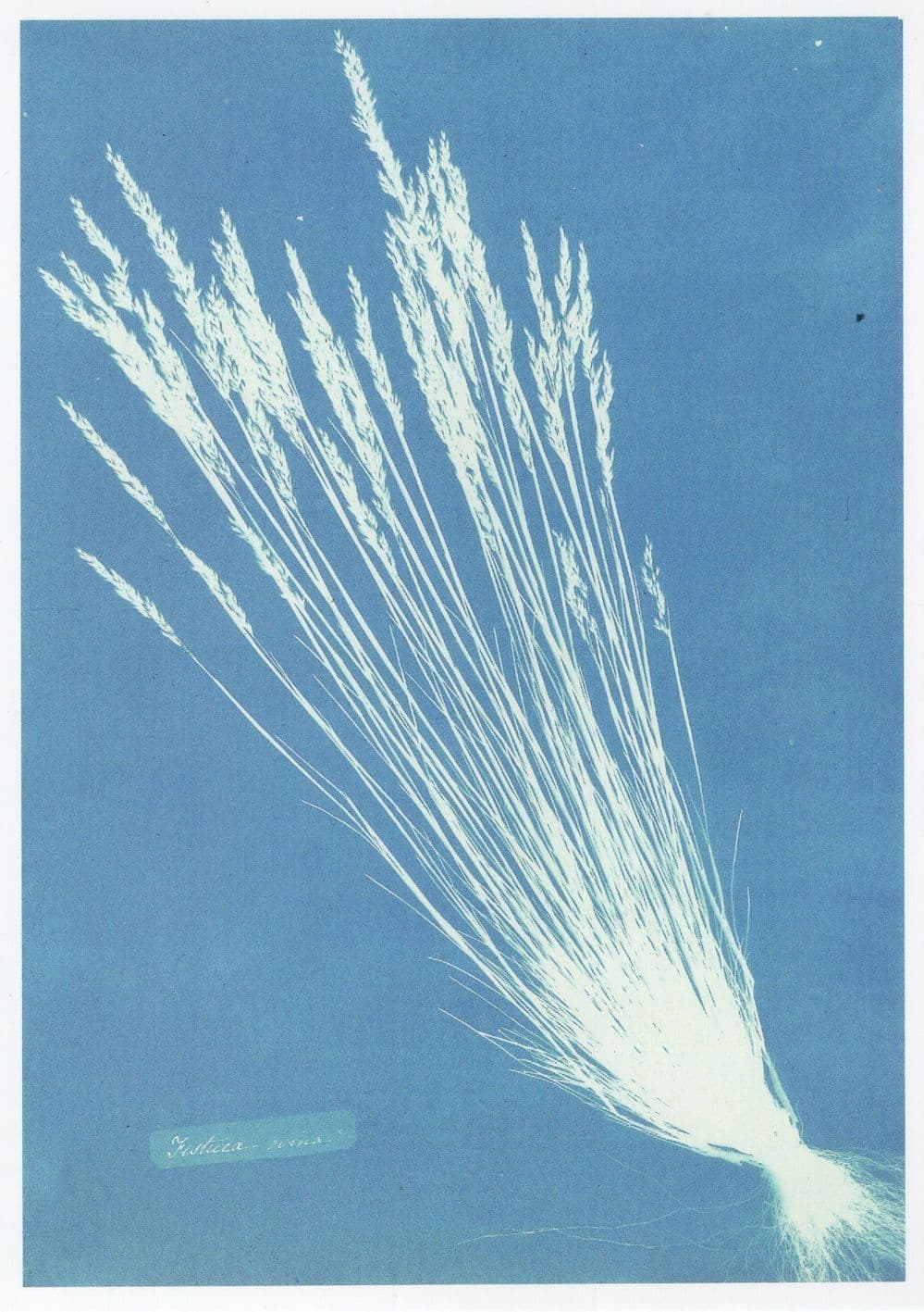 Anna Atkins First Woman Photographer Cyantotype Photo Art V&A Postcard