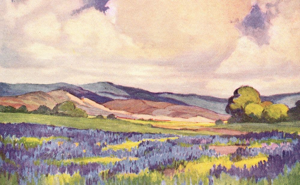 Anne Hills Lupins In Bloom Antique California Painting Postcard
