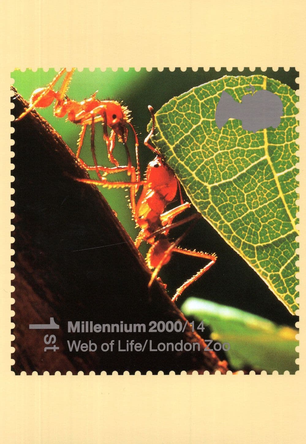 Ants At Work in London Zoo Lifting Leaf Insect PHQ Stamp Postcard