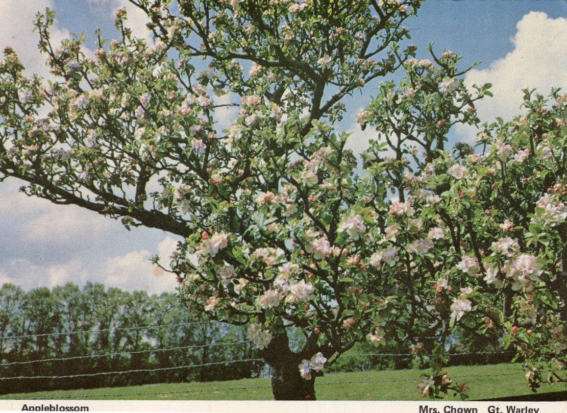 Appleblossom At Warley Essex Postcard