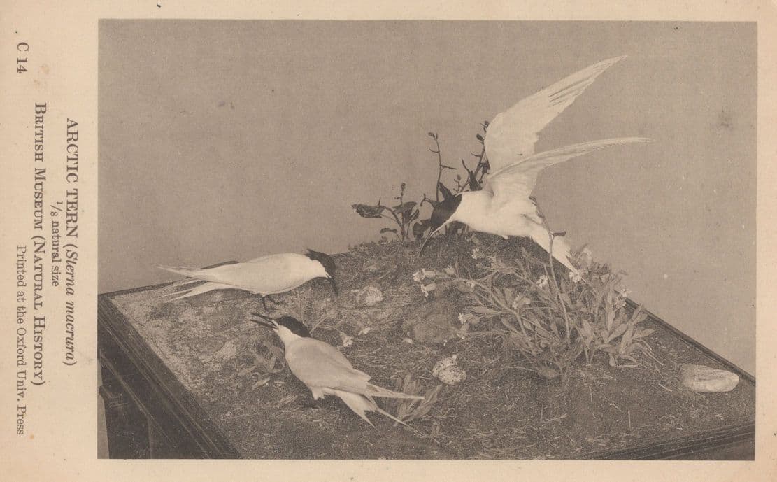 Arctic Tern Bird British Natural Museum Old Birds PB Postcard