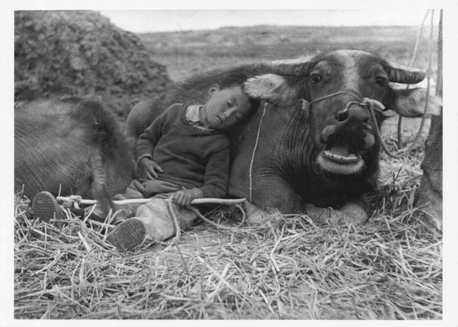 Wang Gang Feng Chinese Bull Cow & Child Peoples Republic Of China Art Postcard