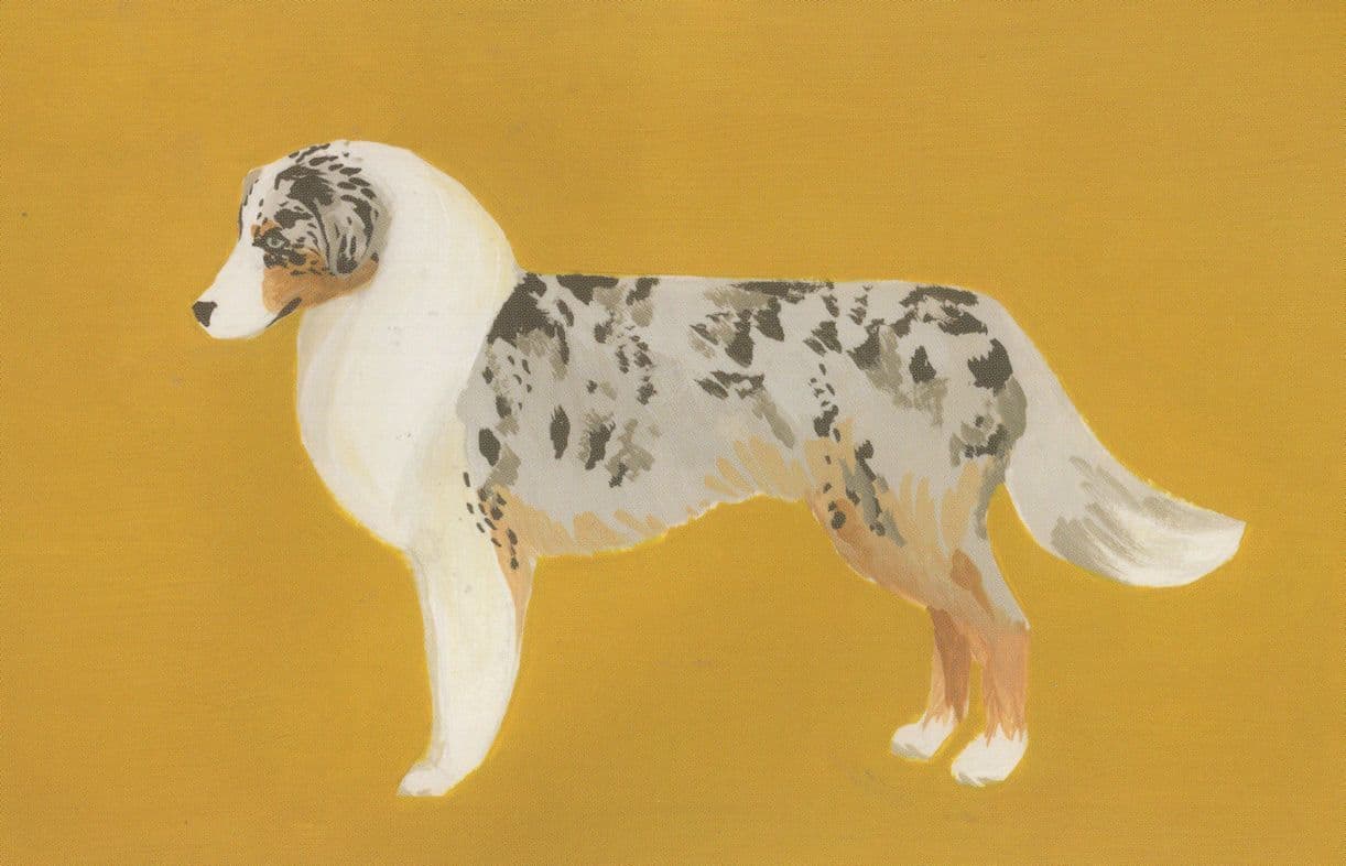 Australian Shepherd Dog Beautiful Fur Coat Painting Postcard