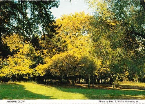 Autumn Trees Glow Wormley Village Herts Hertfordshire Womens Institute Postcard
