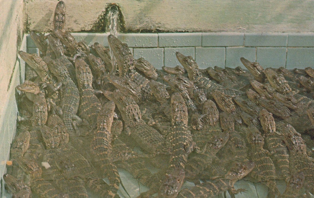 Baby Alligators In Florida Cruel Captivity 1960s Postcard