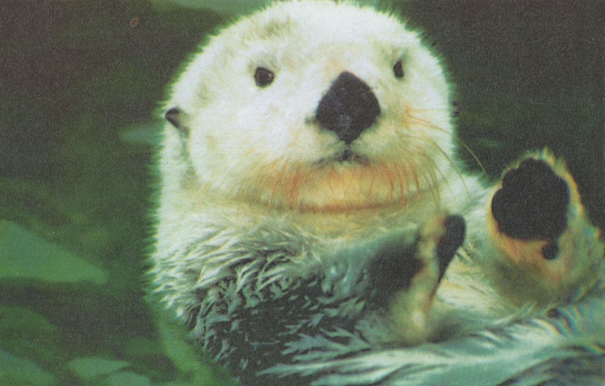 Baby California Sea Otter in Monterey Bay USA Postcard