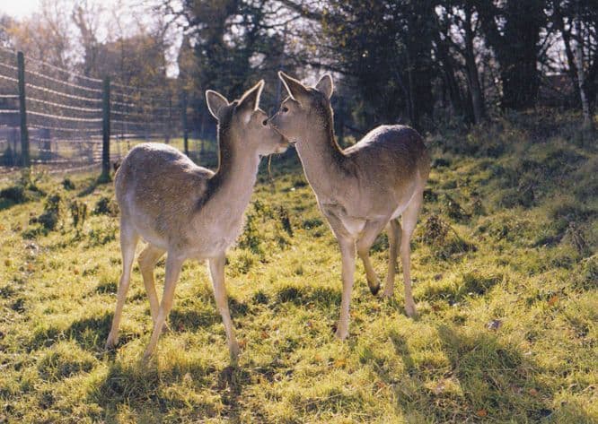 Baby Deers Sheep Smelling Their Chins UNIQUE London Photo Agency Art Postcard
