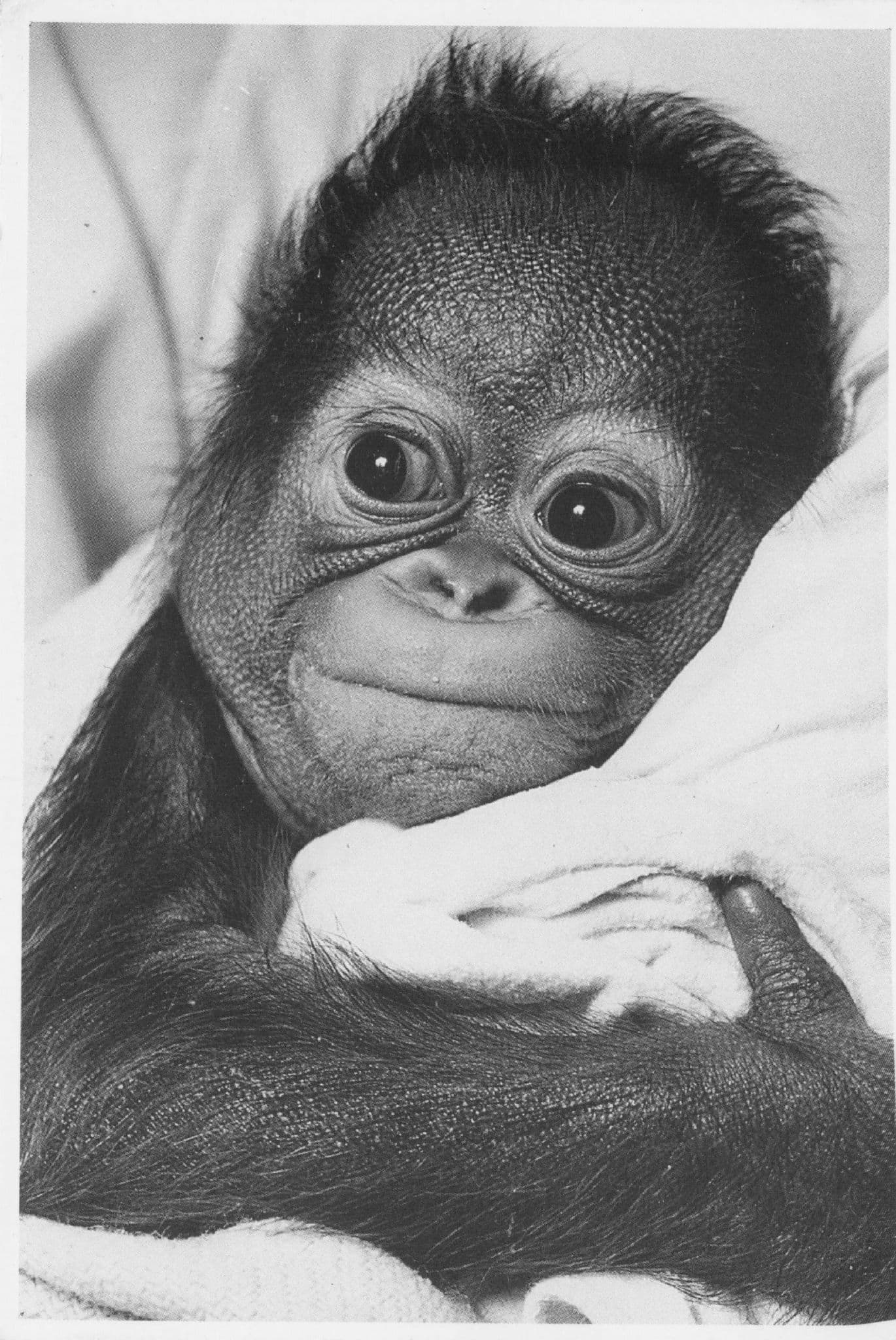 Baby Monkey Chimpanzee Sleeping In Bed Comic SO Cute Postcard
