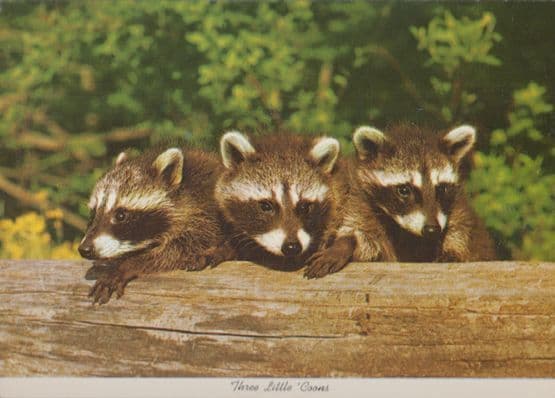 Baby Racoons Three Baby Babues at Richmond Indiana Zoo Postcard