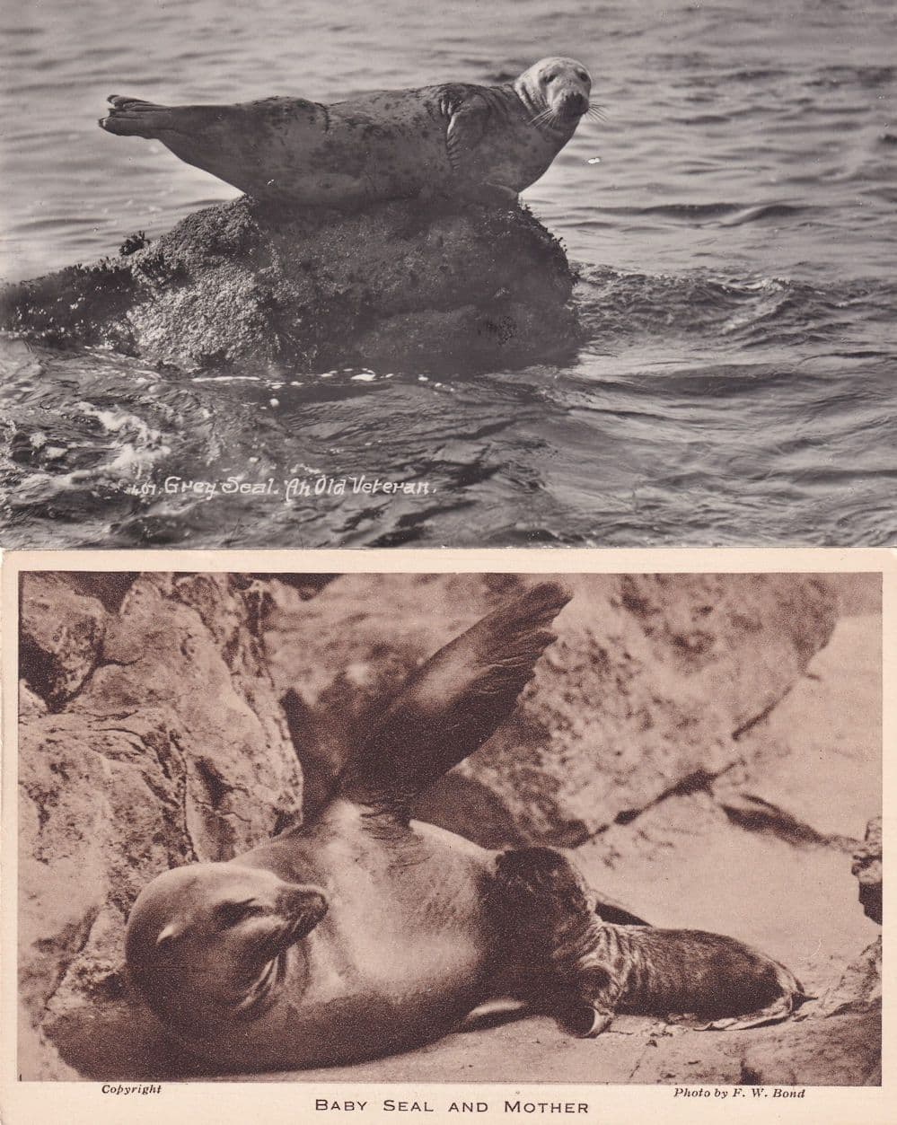 Baby Seal & Mother Old Veteran 2x Seals Old Postcard s