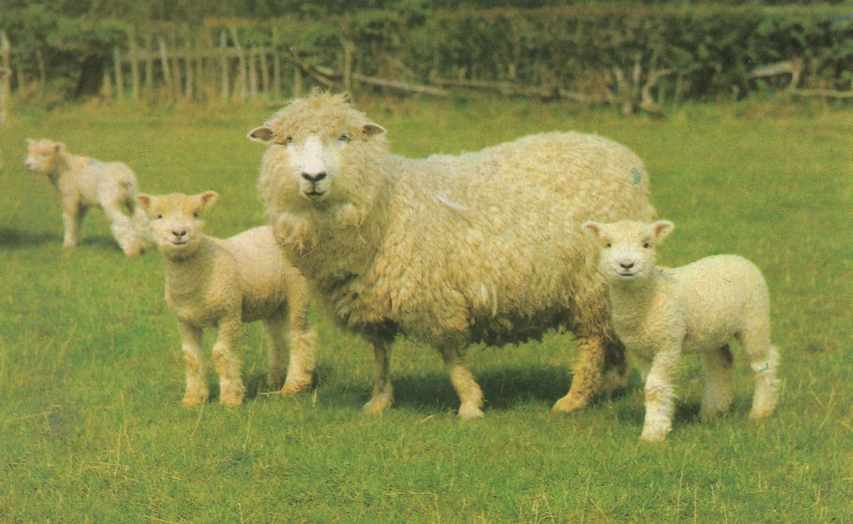 Baby Sheep With Furry Mum 1970s Lamb Postcard