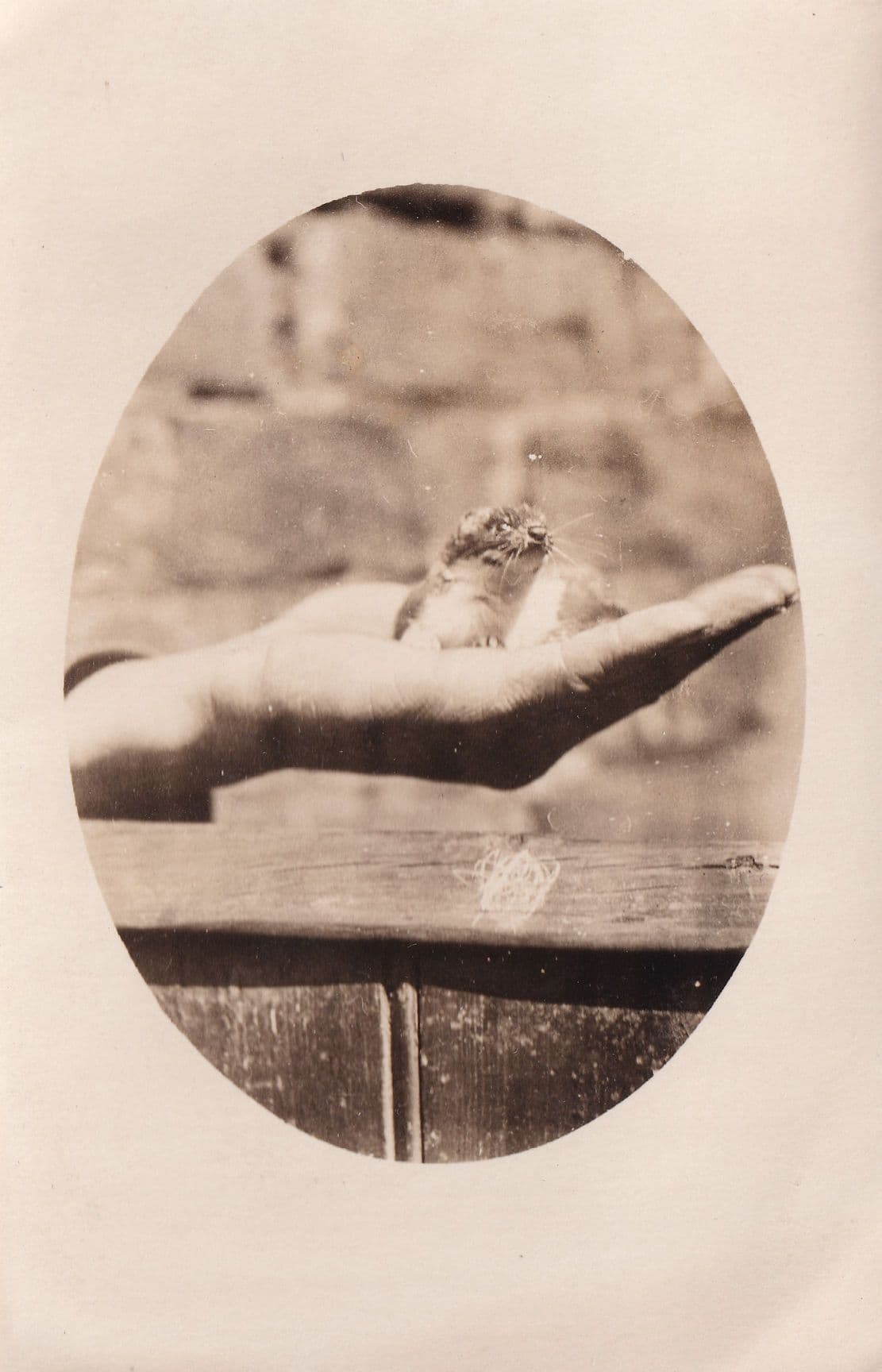 Baby Squirrel In Giant Hand Antique Real Photo Postcard