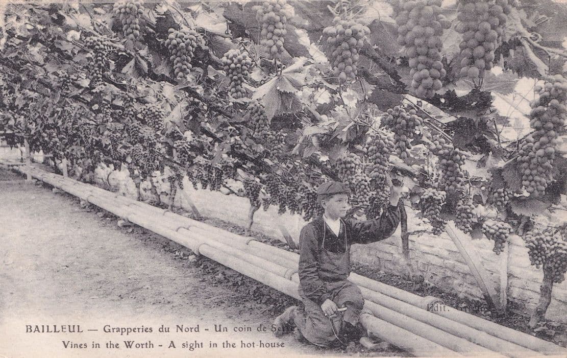 Bailleul Grapperies du Nord Une Serre French Old Postcard