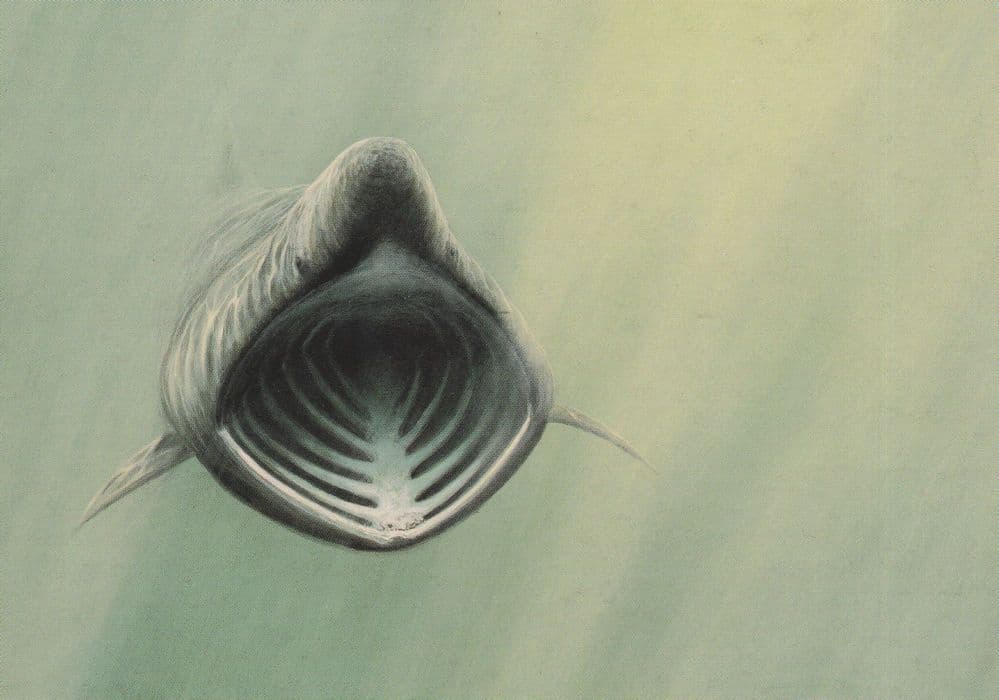 Basking Shark Postage Stamp Jeremy Paul Painting Postcard