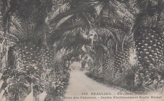 Bealieu Emile Hickel Palm Trees Allee Des Palmiers Old French Postcard
